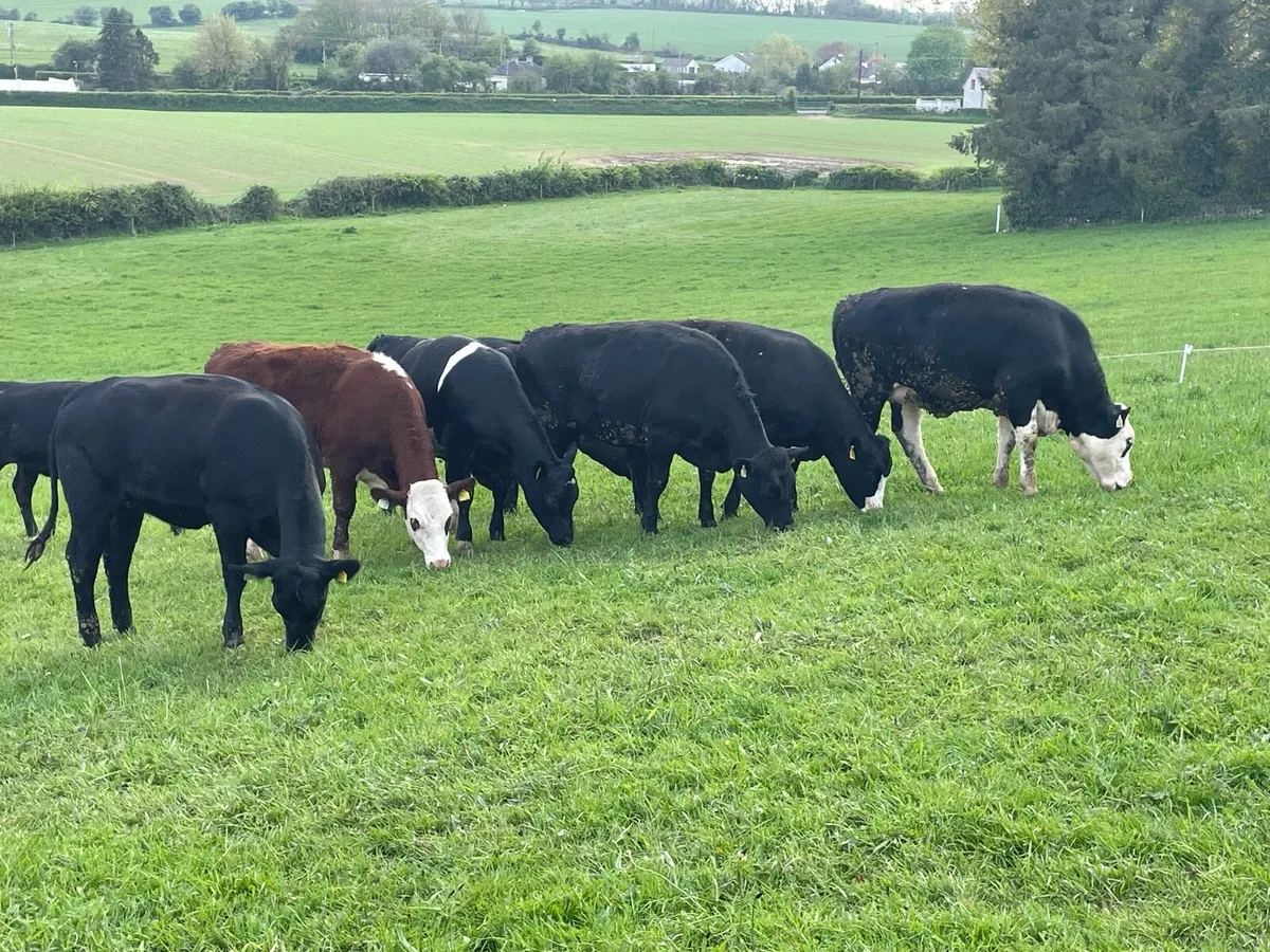 9 x Heifers HEX and AAX for sale - Image 3