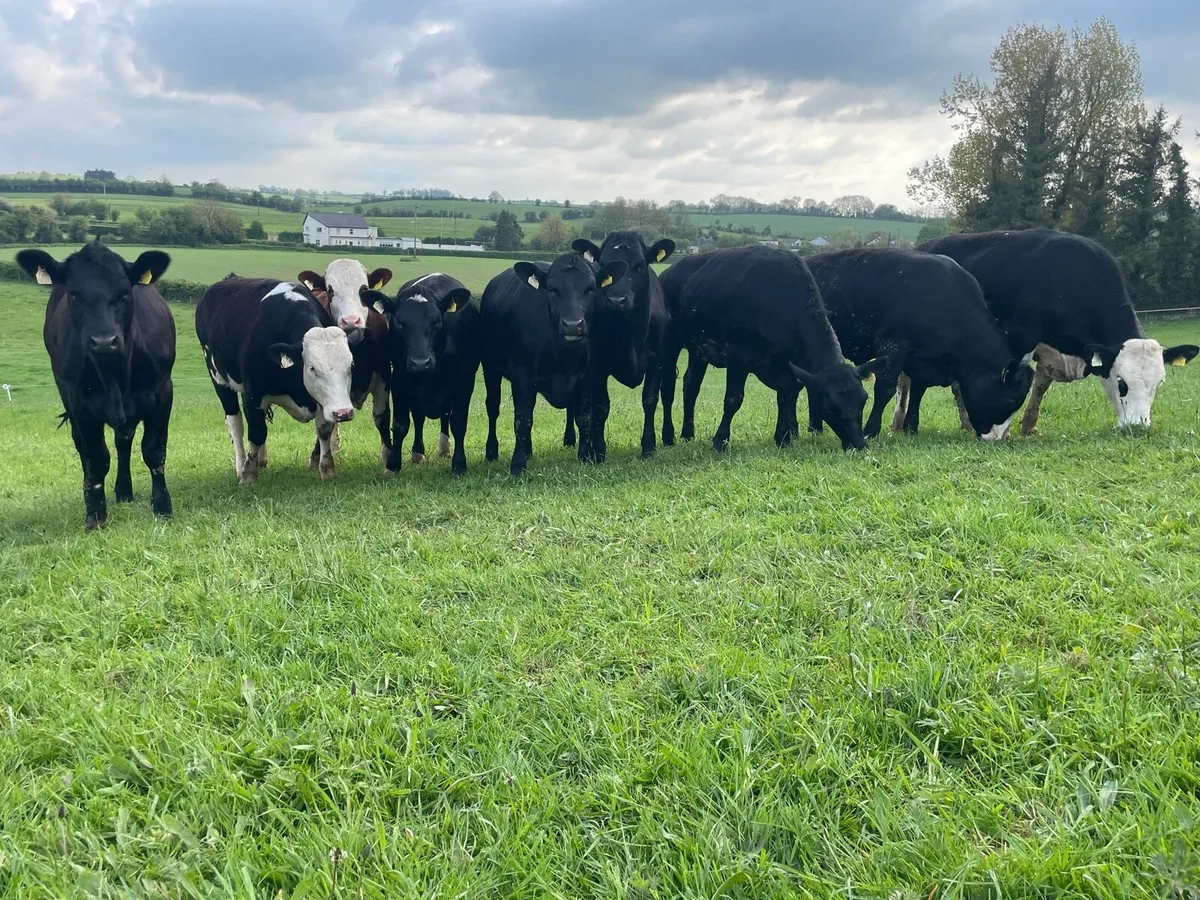 9 x Heifers HEX and AAX for sale - Image 2