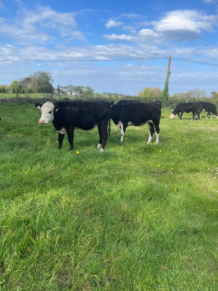 Heifers - Image 2