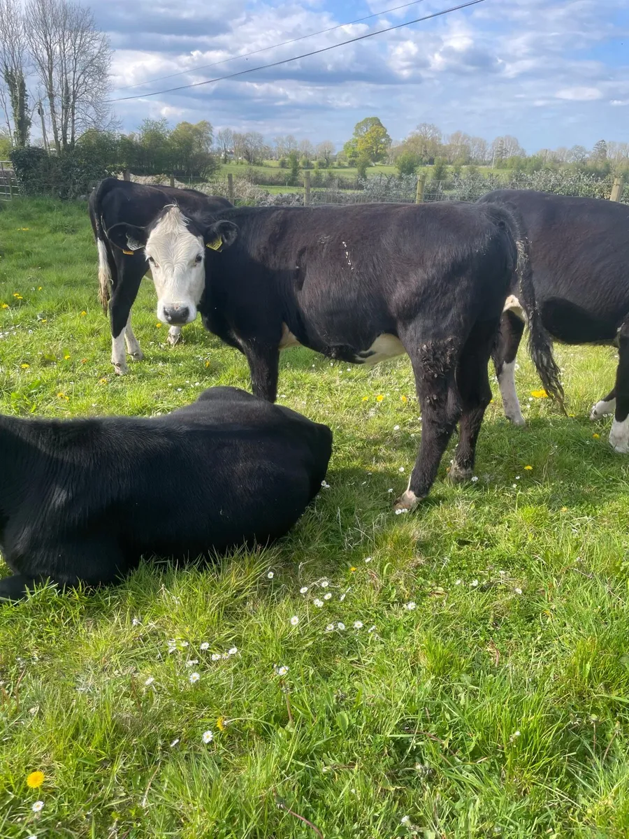 Heifers - Image 3