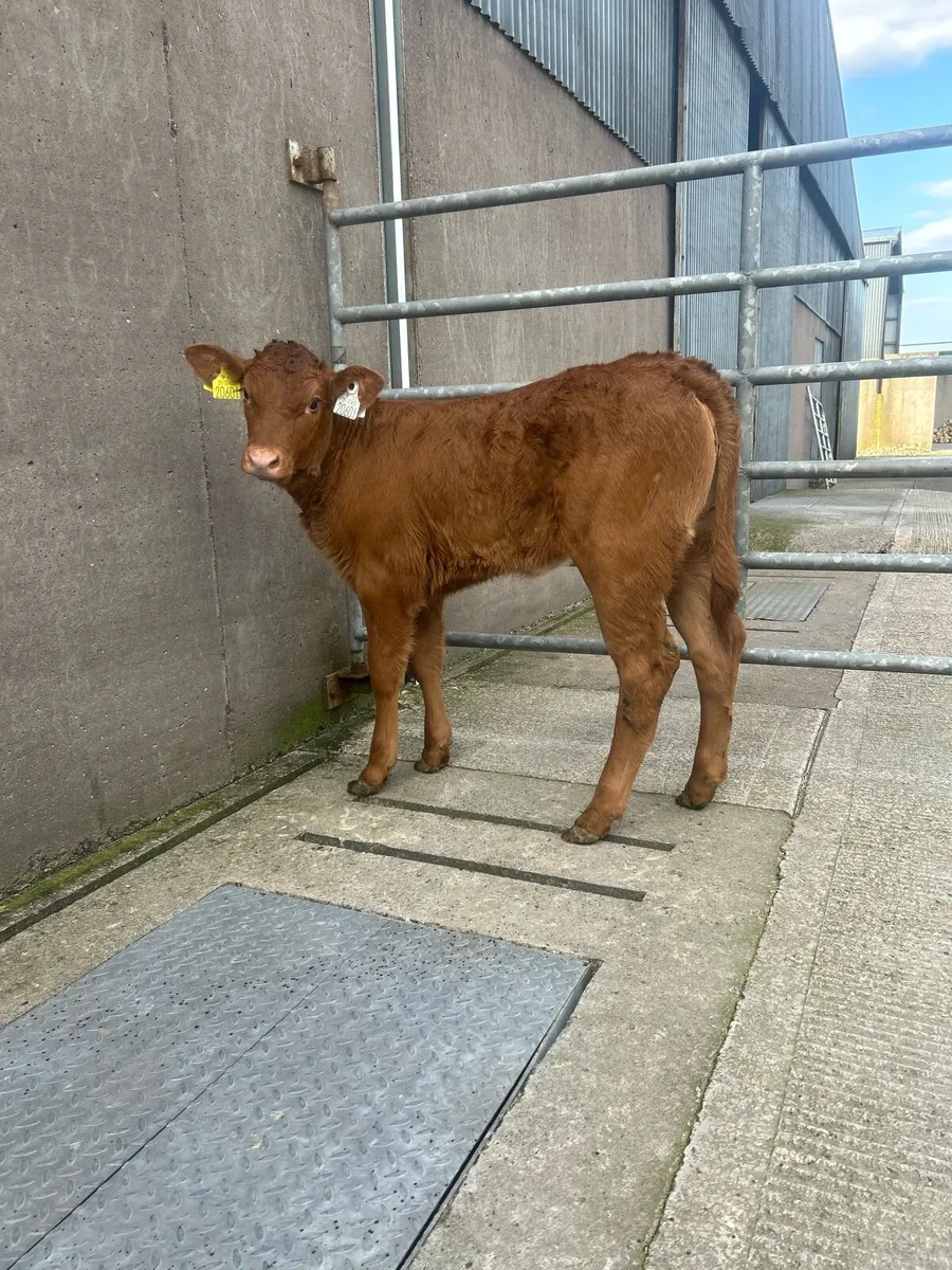 Exceptional LM heifer calf - Image 3
