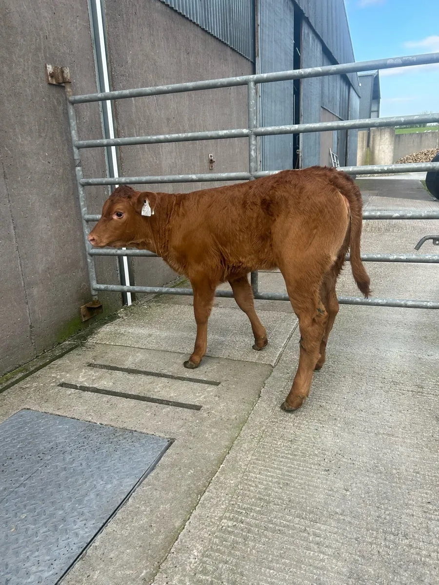 Exceptional LM heifer calf - Image 4