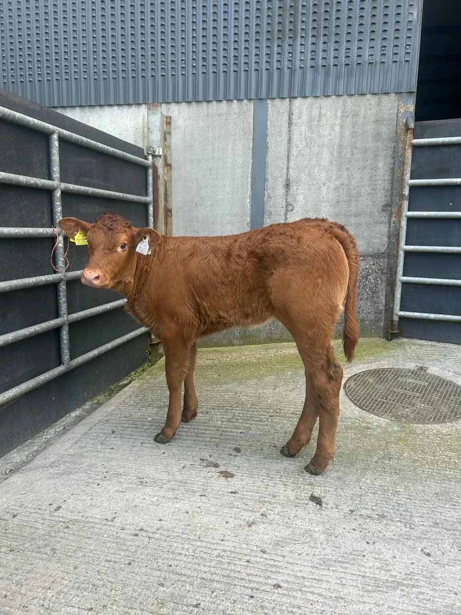 Exceptional LM heifer calf - Image 1