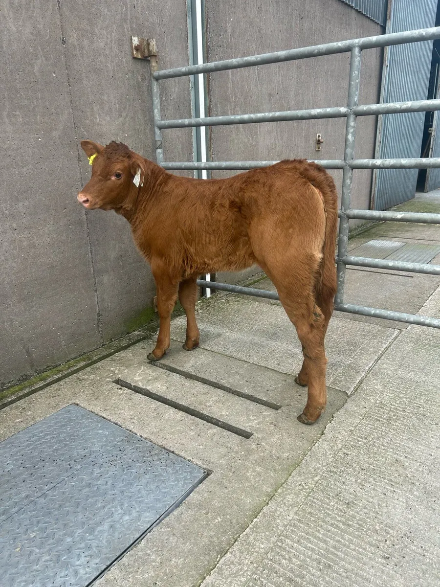 Exceptional LM heifer calf - Image 2