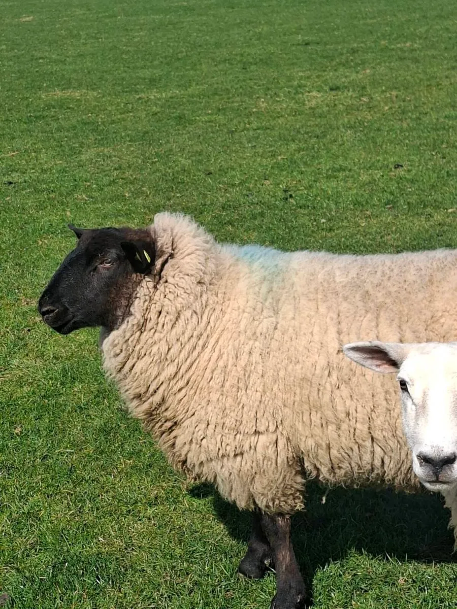 Ewe Hoggets - Image 2