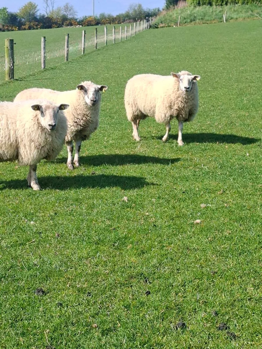 Ewe Hoggets - Image 3