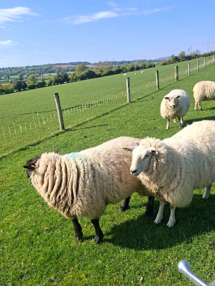 Ewe Hoggets - Image 1