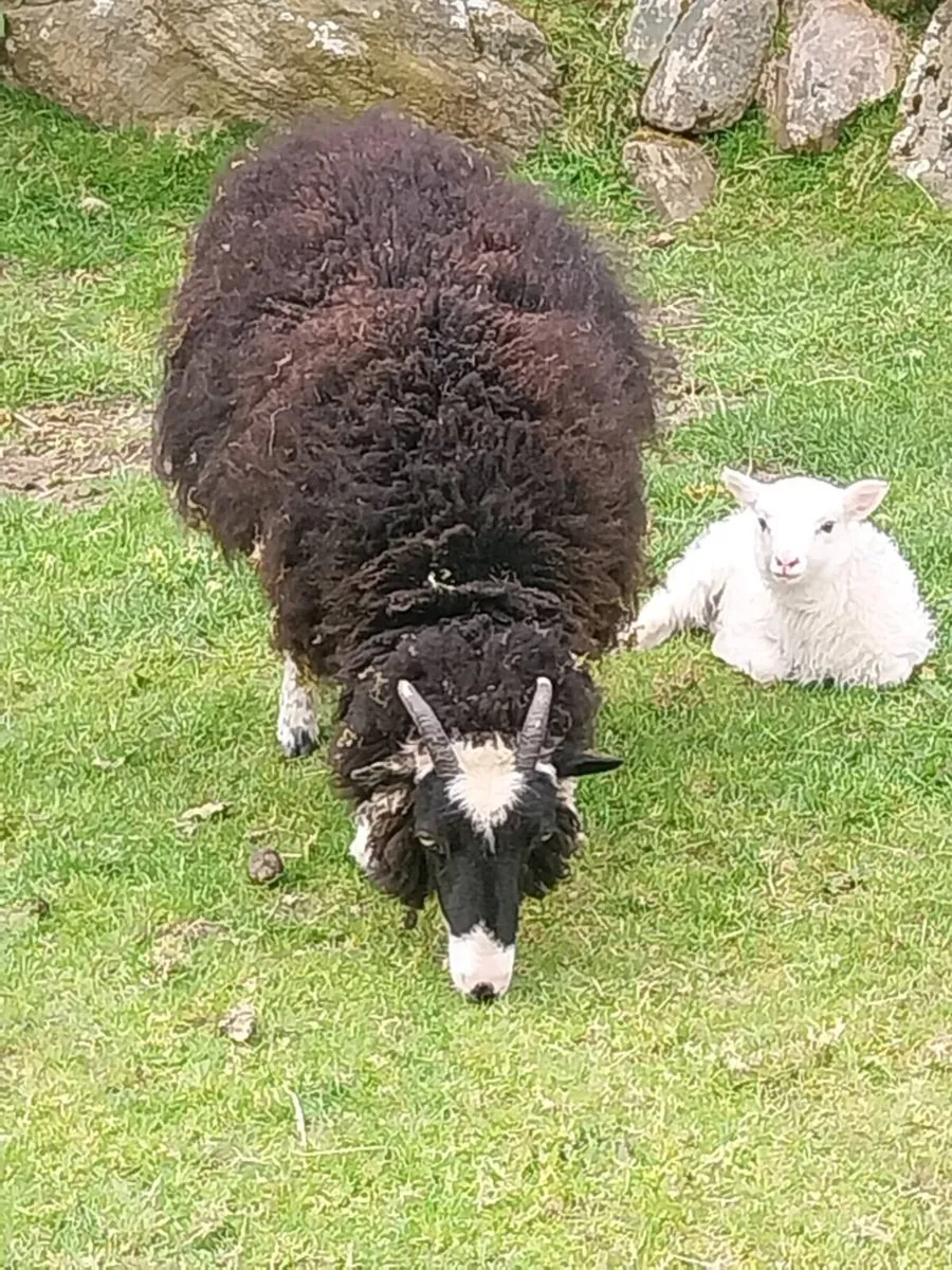 Shetland/Herdwick - Image 1