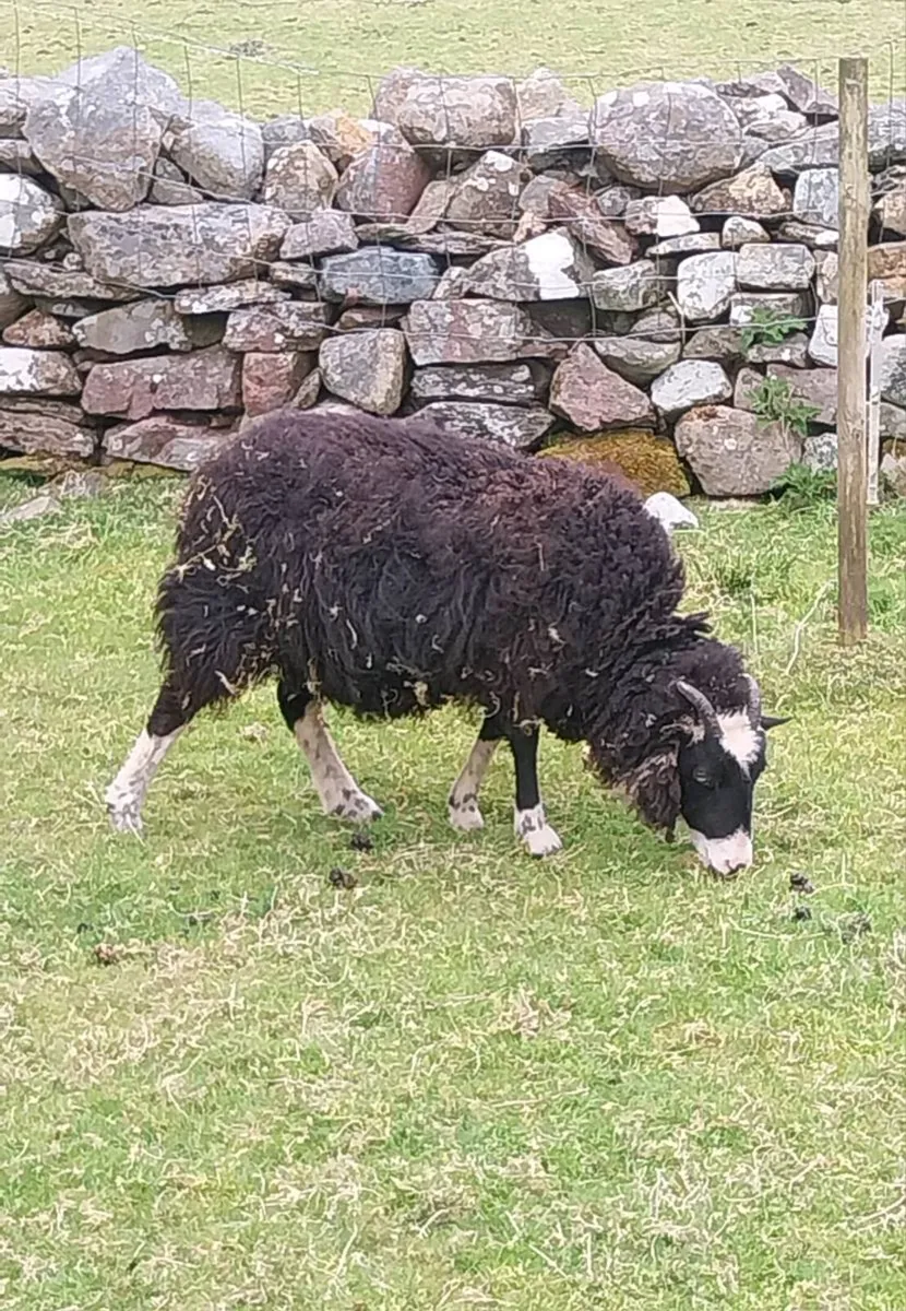 Shetland/Herdwick - Image 2