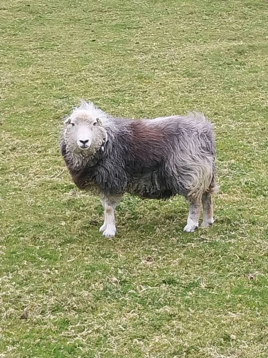 Shetland/Herdwick - Image 3