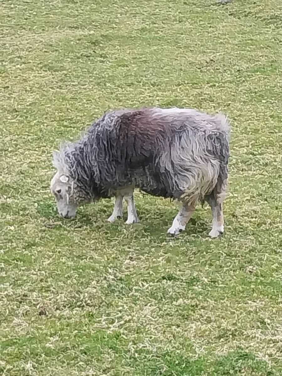 Shetland/Herdwick - Image 4