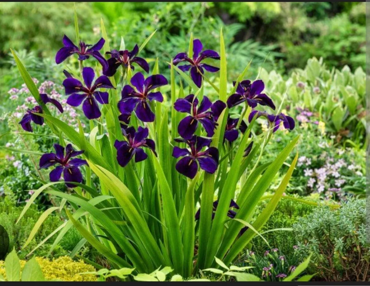 Pond plants- iris - Louisiana gamecock - Image 3