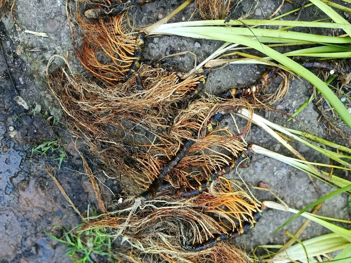 Pond plants- iris - Louisiana gamecock - Image 4