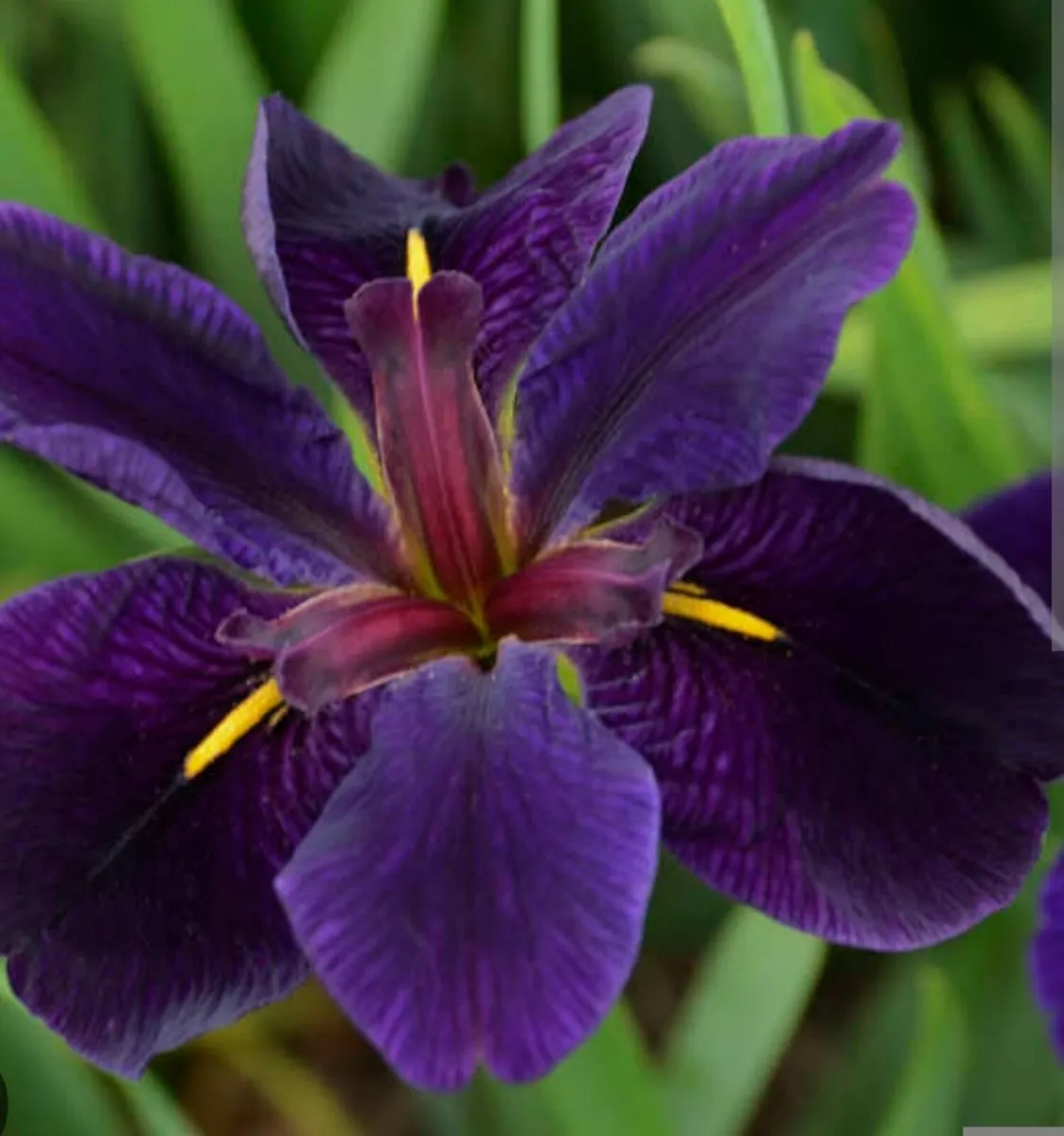 Pond plants- iris - Louisiana gamecock - Image 1