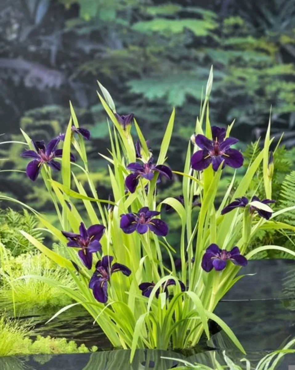 Pond plants- iris - Louisiana gamecock - Image 2