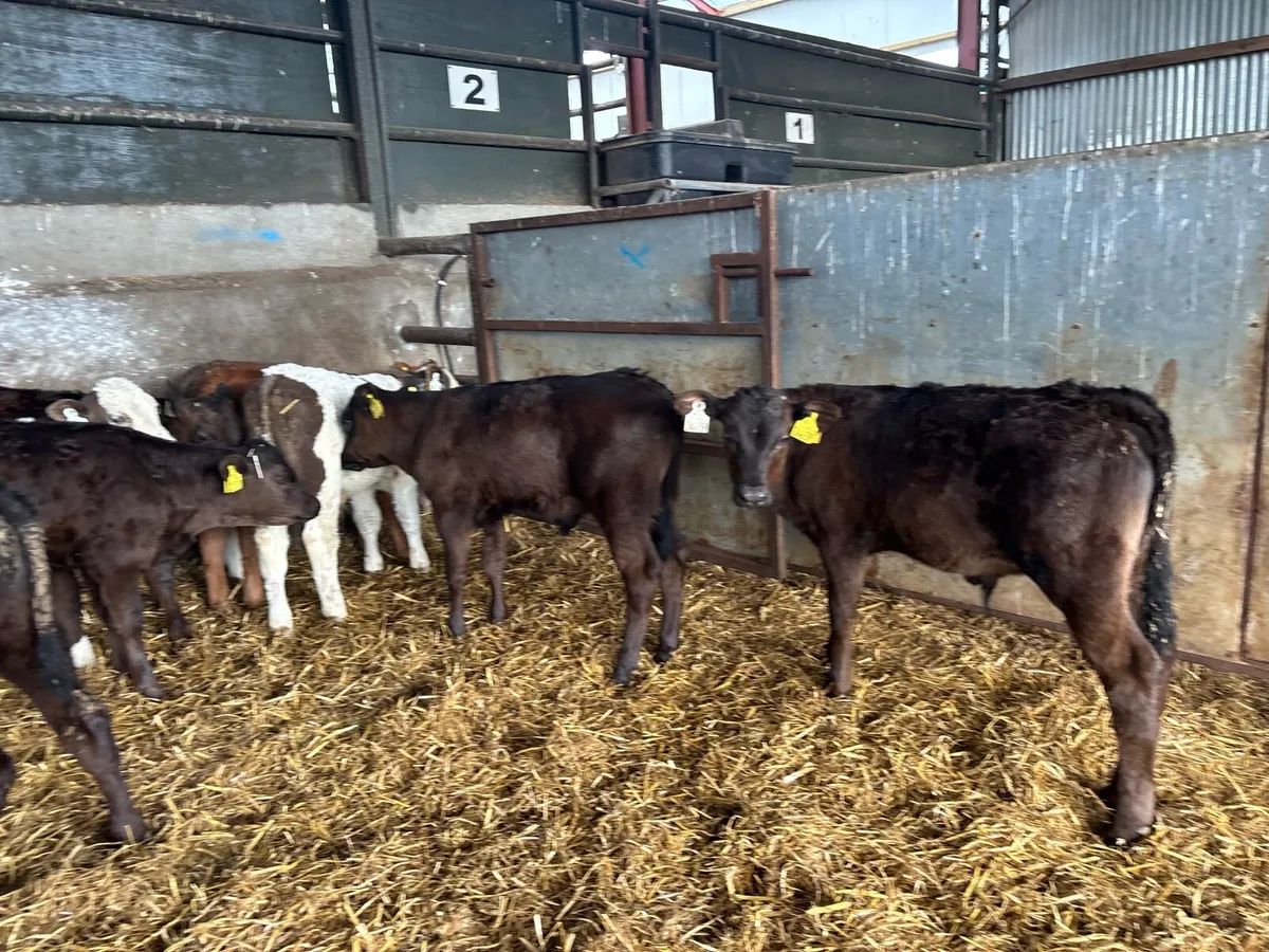 14 super continental weaned bulls - Image 1