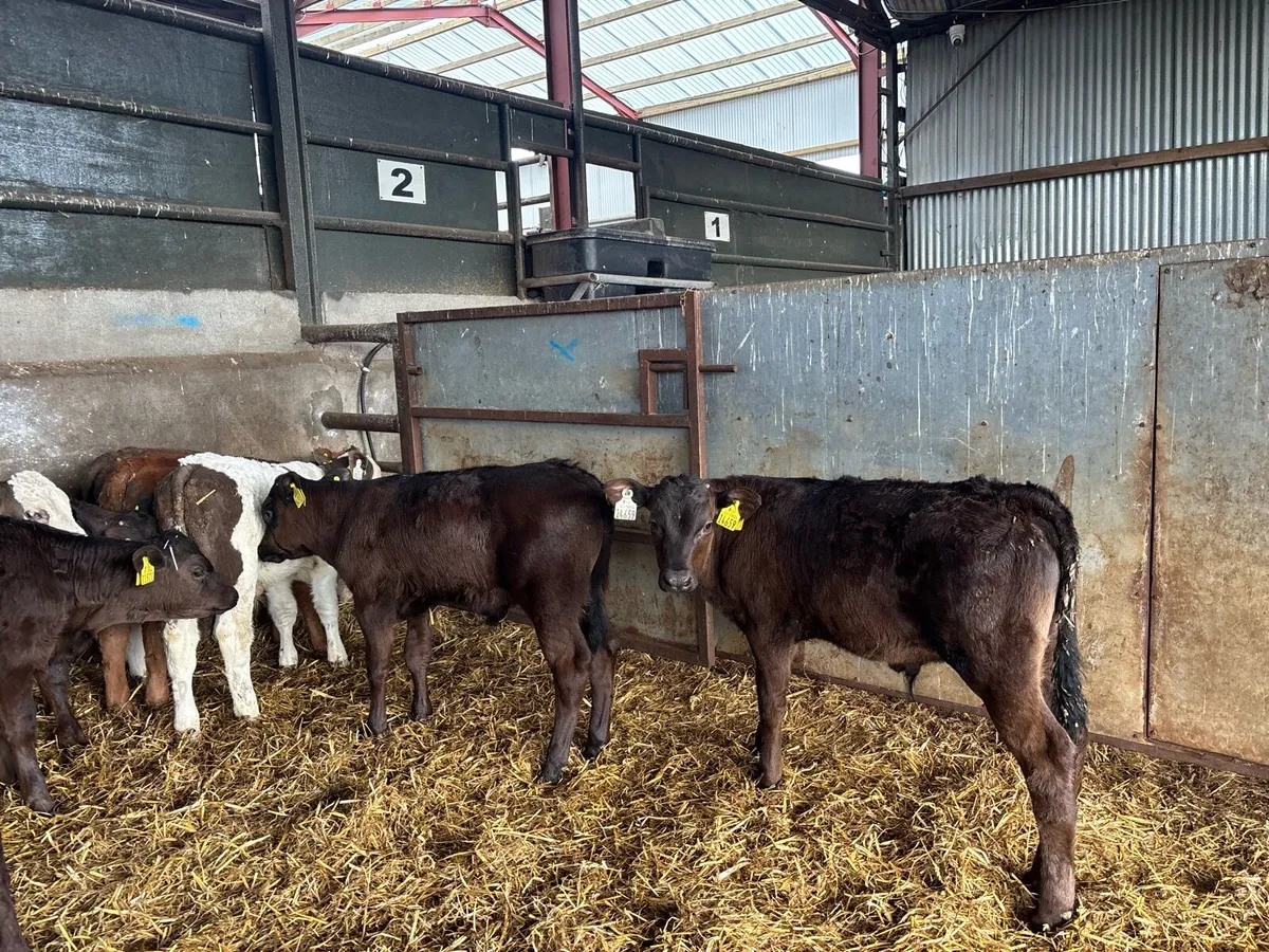 14 super continental weaned bulls - Image 2