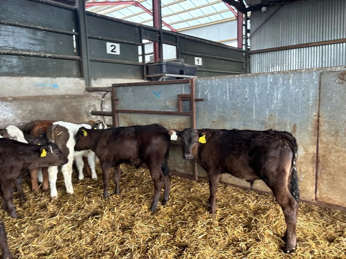 14 super continental weaned bulls - Image 3