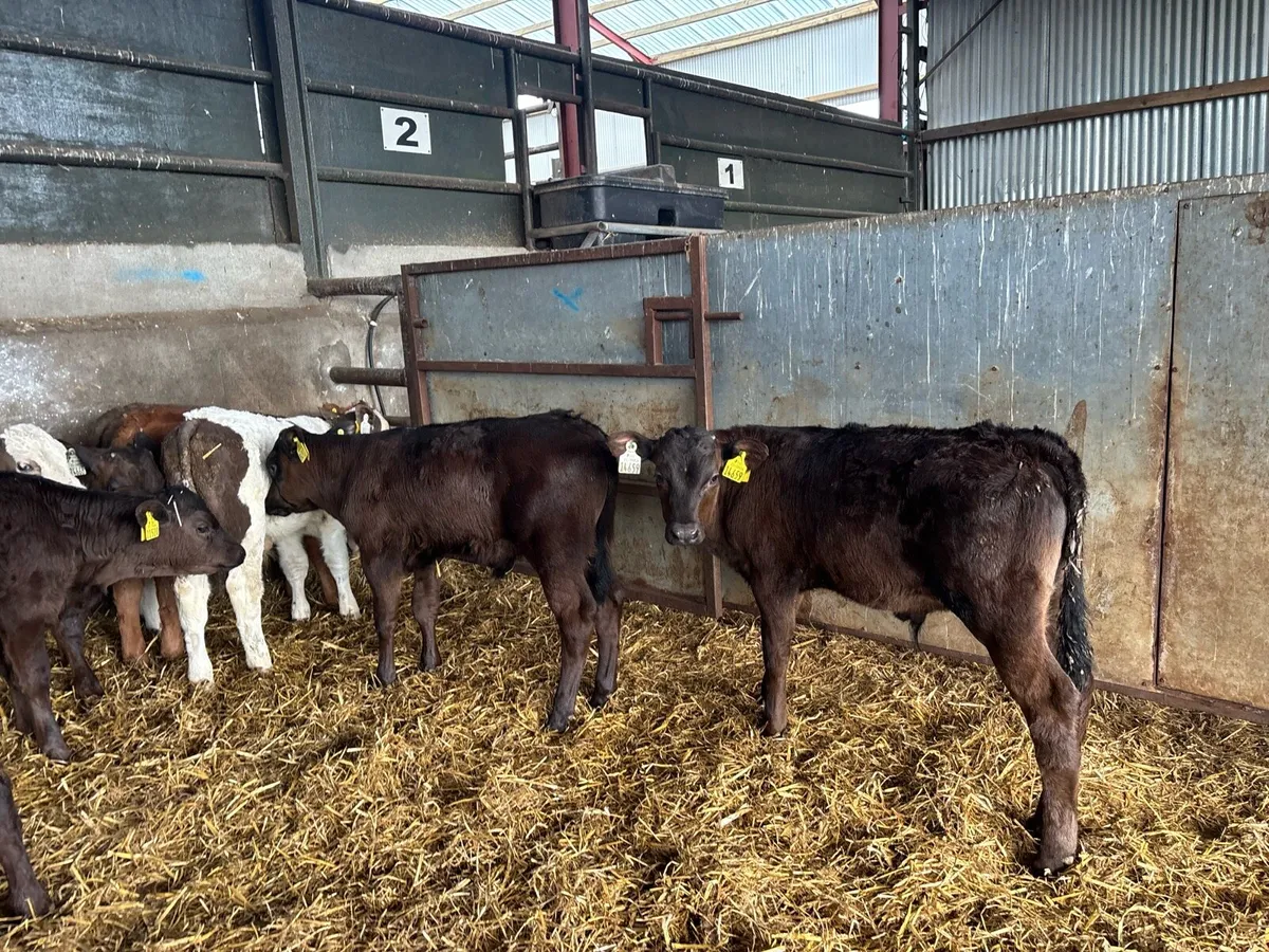 14 super continental weaned bulls - Image 4