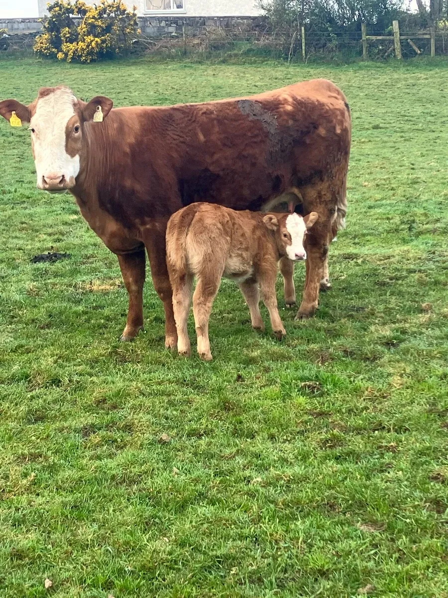 In calf Heifers - Image 1