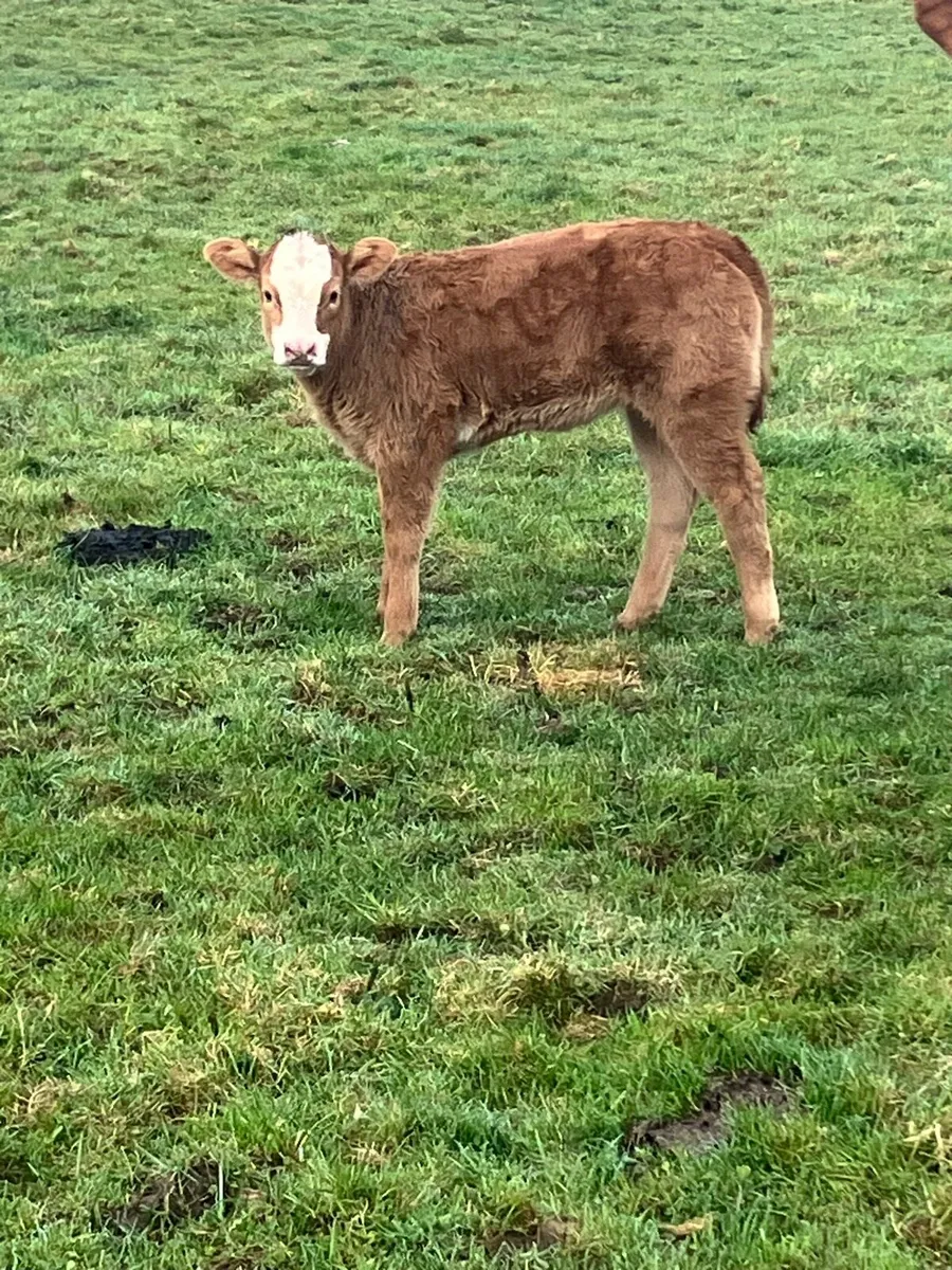 In calf Heifers - Image 2