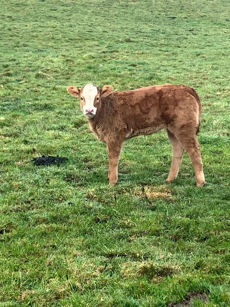 In calf Heifers - Image 3