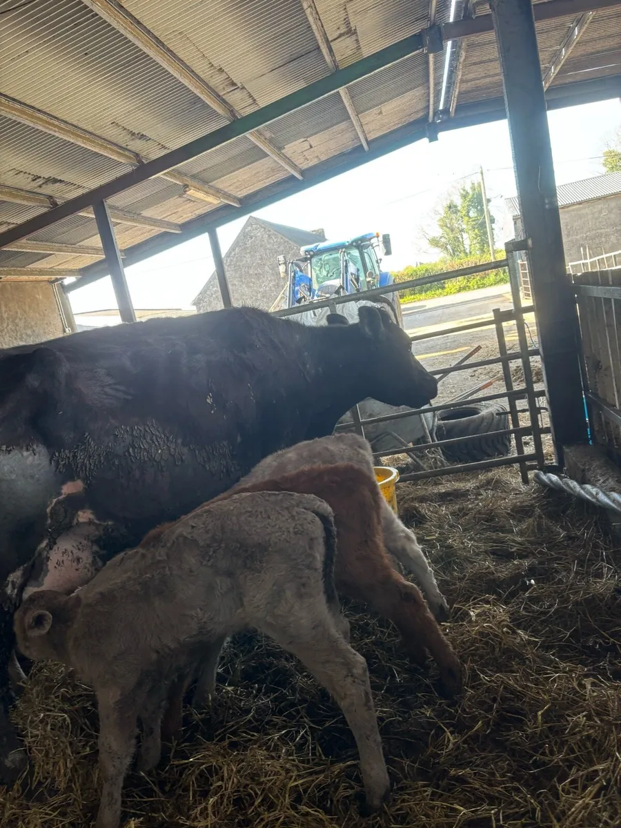 2 friesian cows rearing  5 charlaois calves - Image 1