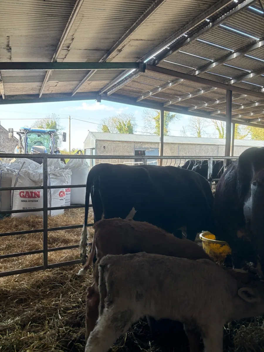 2 friesian cows rearing  5 charlaois calves - Image 2