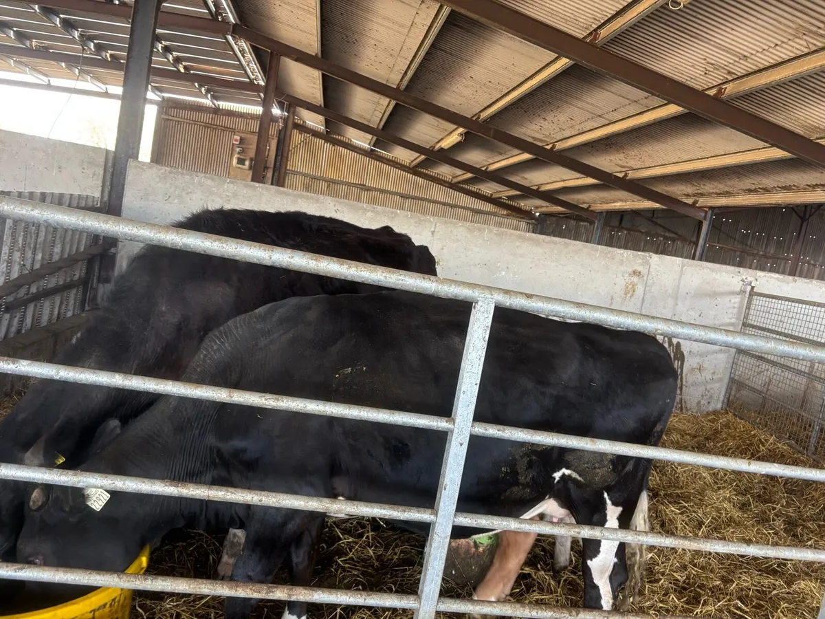 2 friesian cows rearing  5 charlaois calves - Image 3