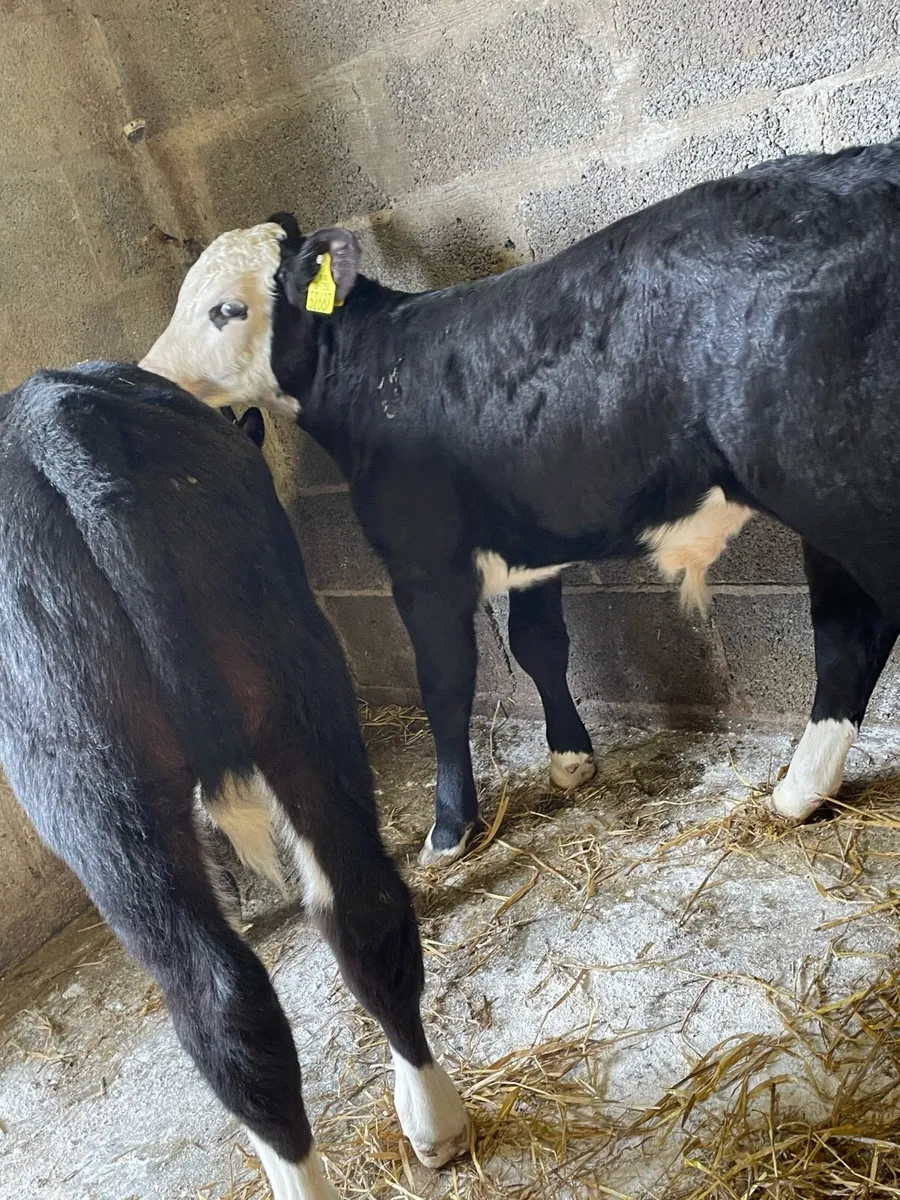 Super Hereford Bull Calfs - Image 2