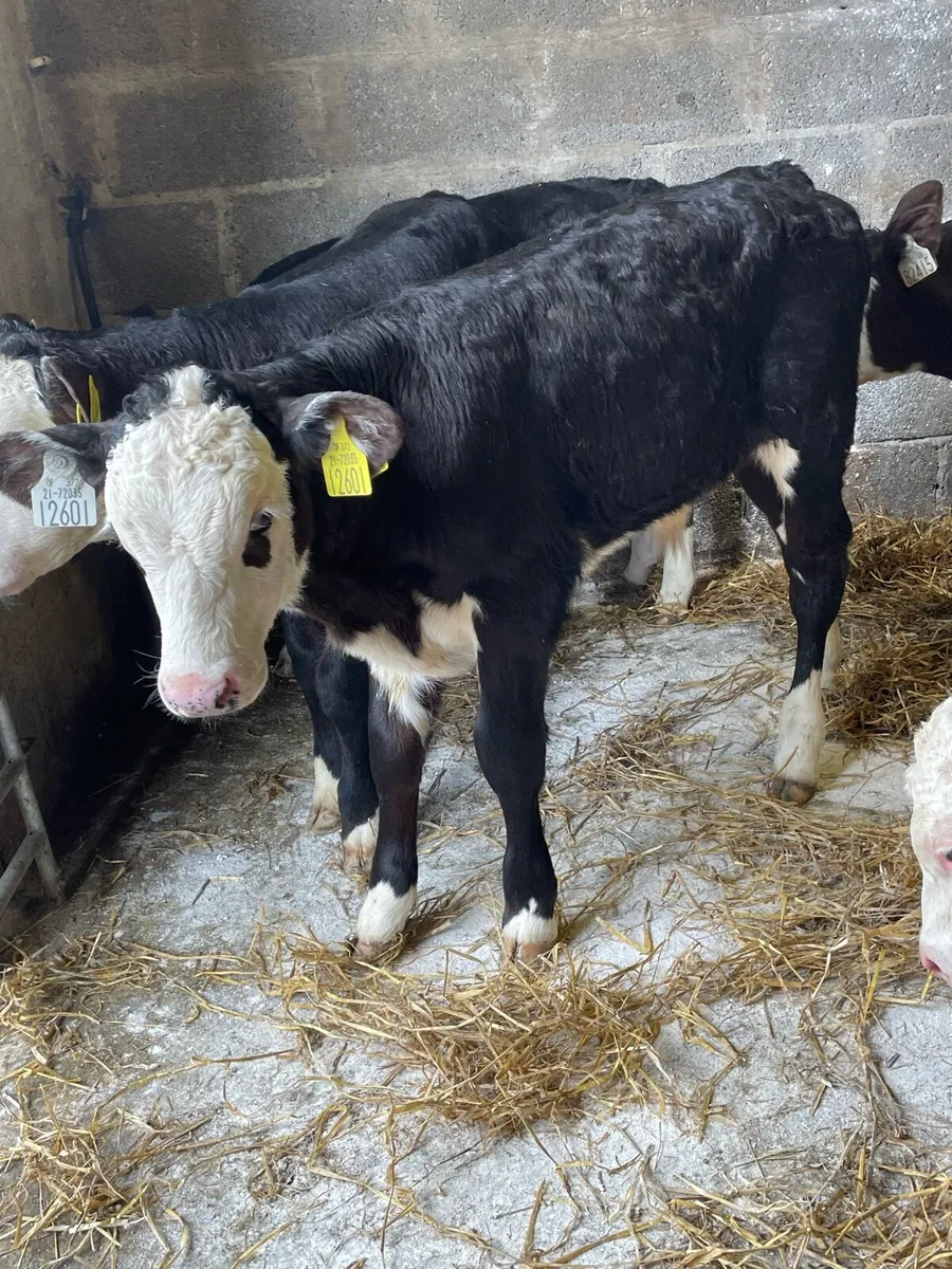 Super Hereford Bull Calfs - Image 1