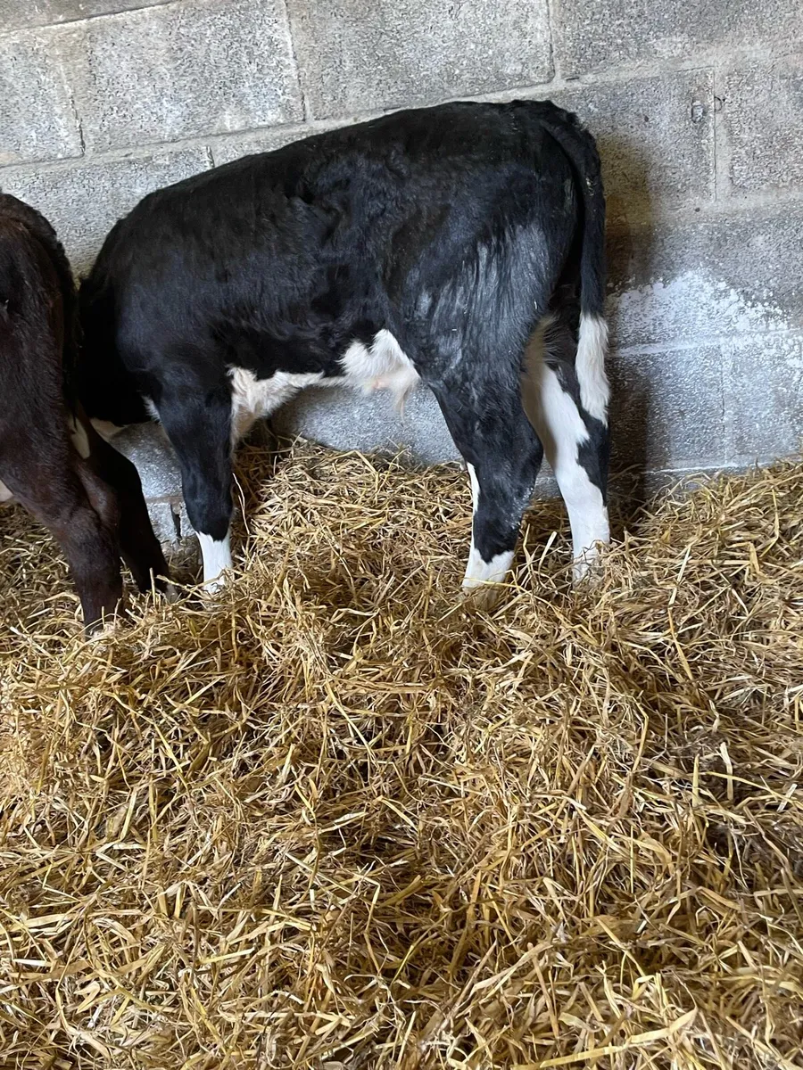 Super Hereford Bull Calfs - Image 4