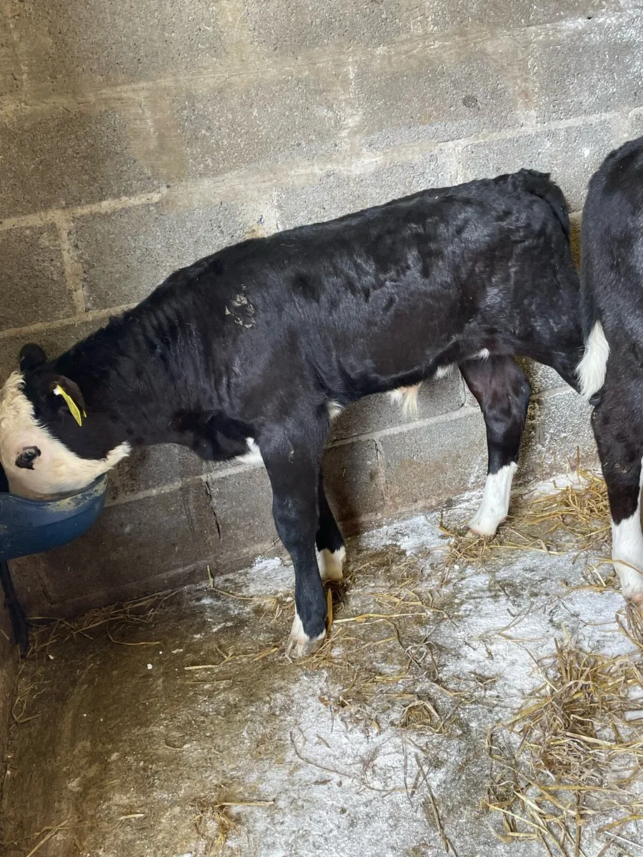 Super Hereford Bull Calfs - Image 3