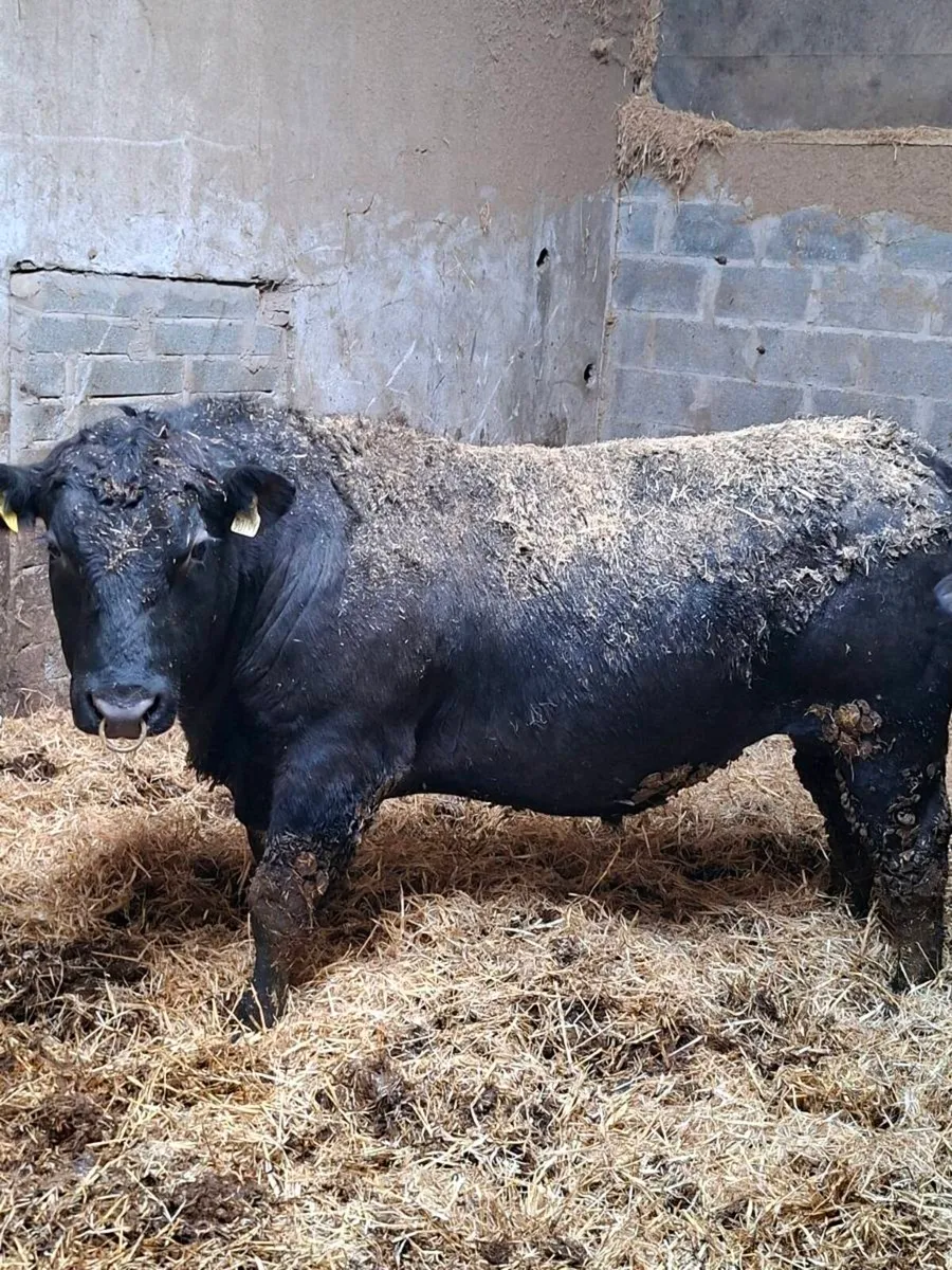 Pedigree registered Angus Bulls - Image 1