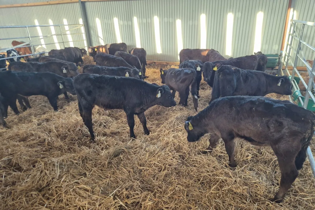 lovely batch of lmx bull runners - Image 1