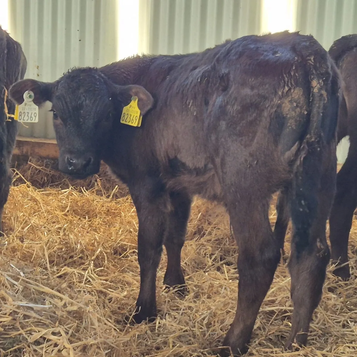 lovely batch of lmx bull runners - Image 2