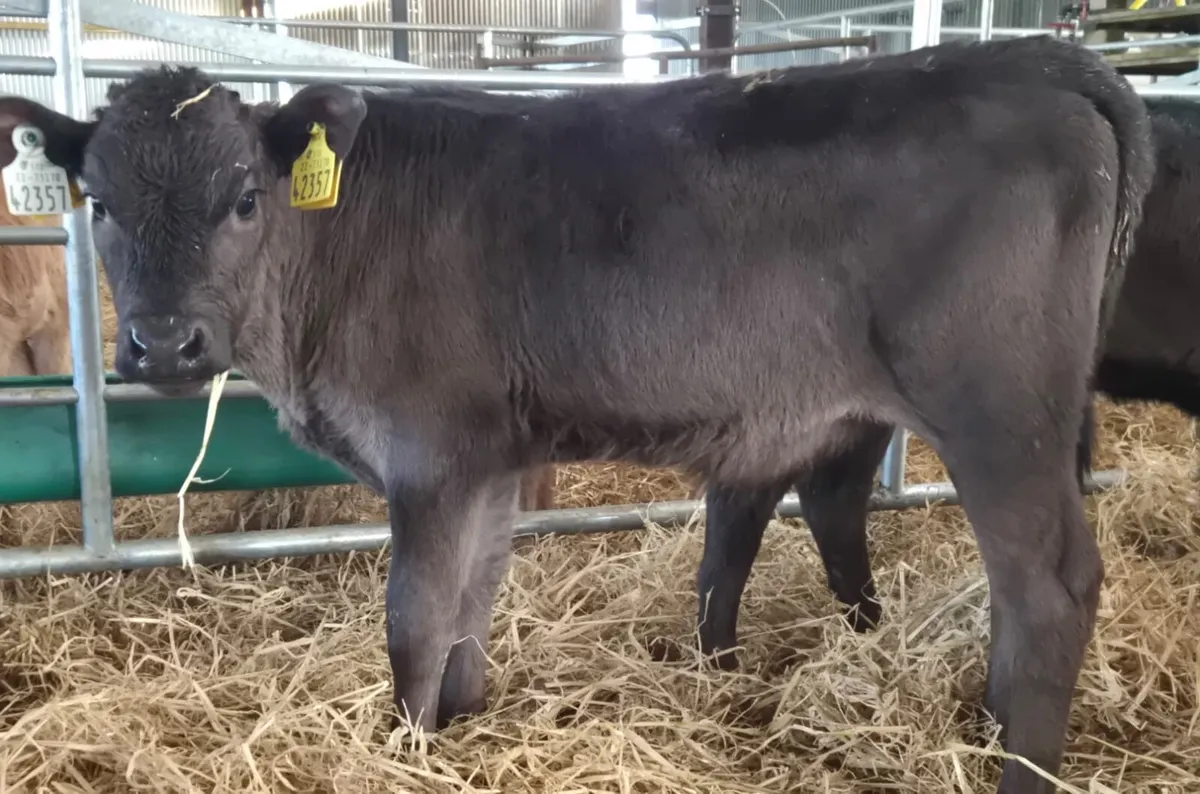 lovely batch of lmx bull runners - Image 3