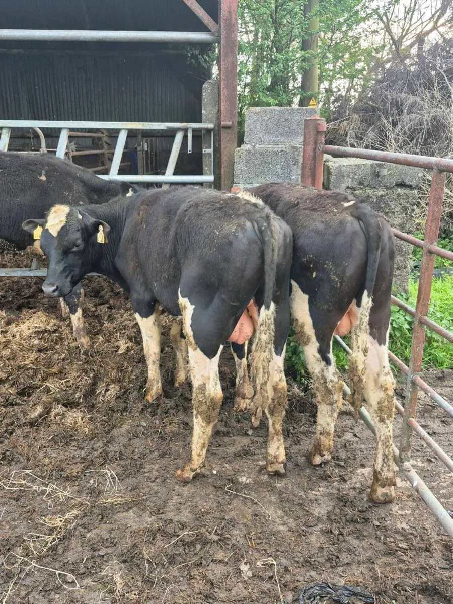3 British Fr Bullocks for sale - Image 2