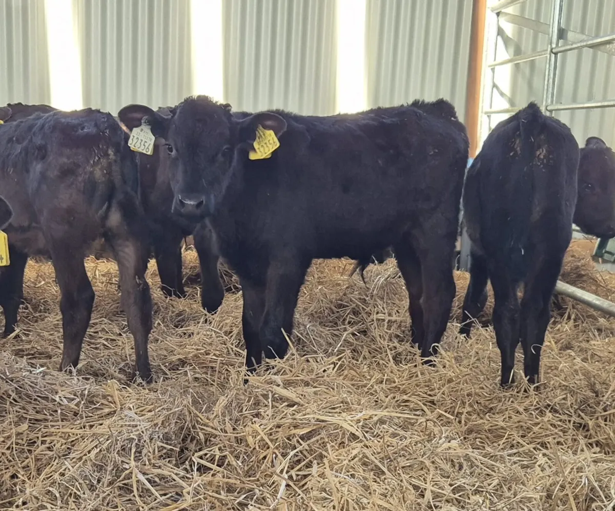 lovely batch of lmx bull runners - Image 4