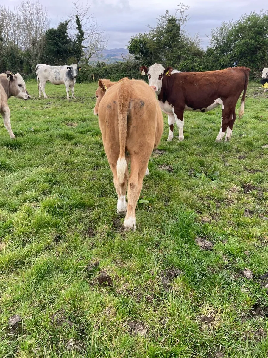 Yearling heifers - Image 1