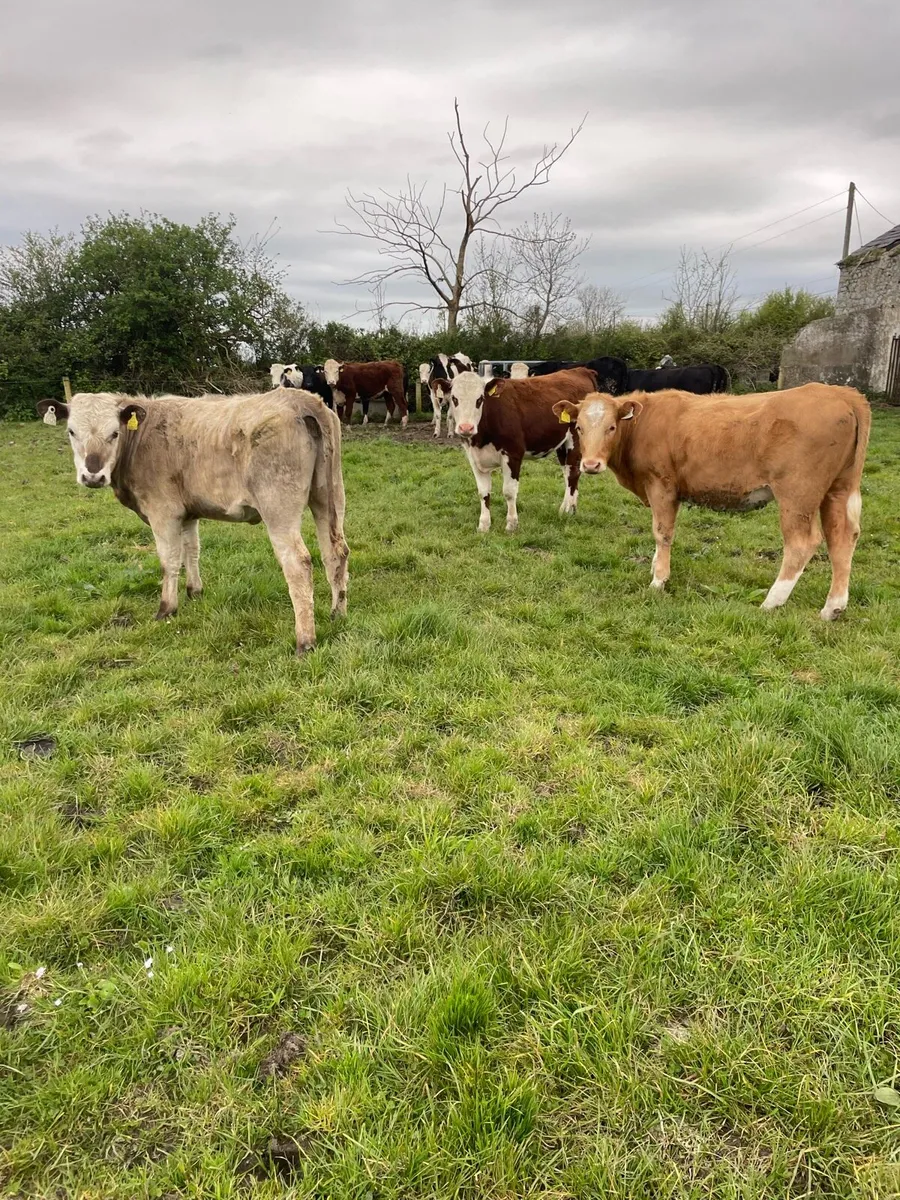 Yearling heifers - Image 3