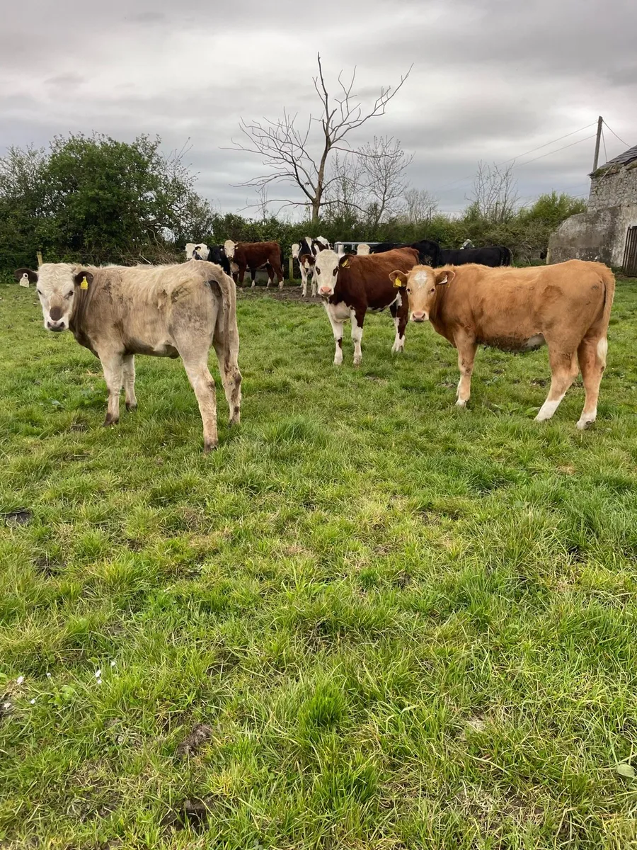 Yearling heifers - Image 4