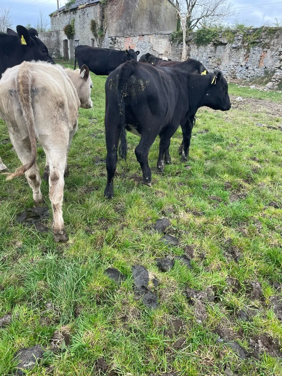 Yearling heifers - Image 2