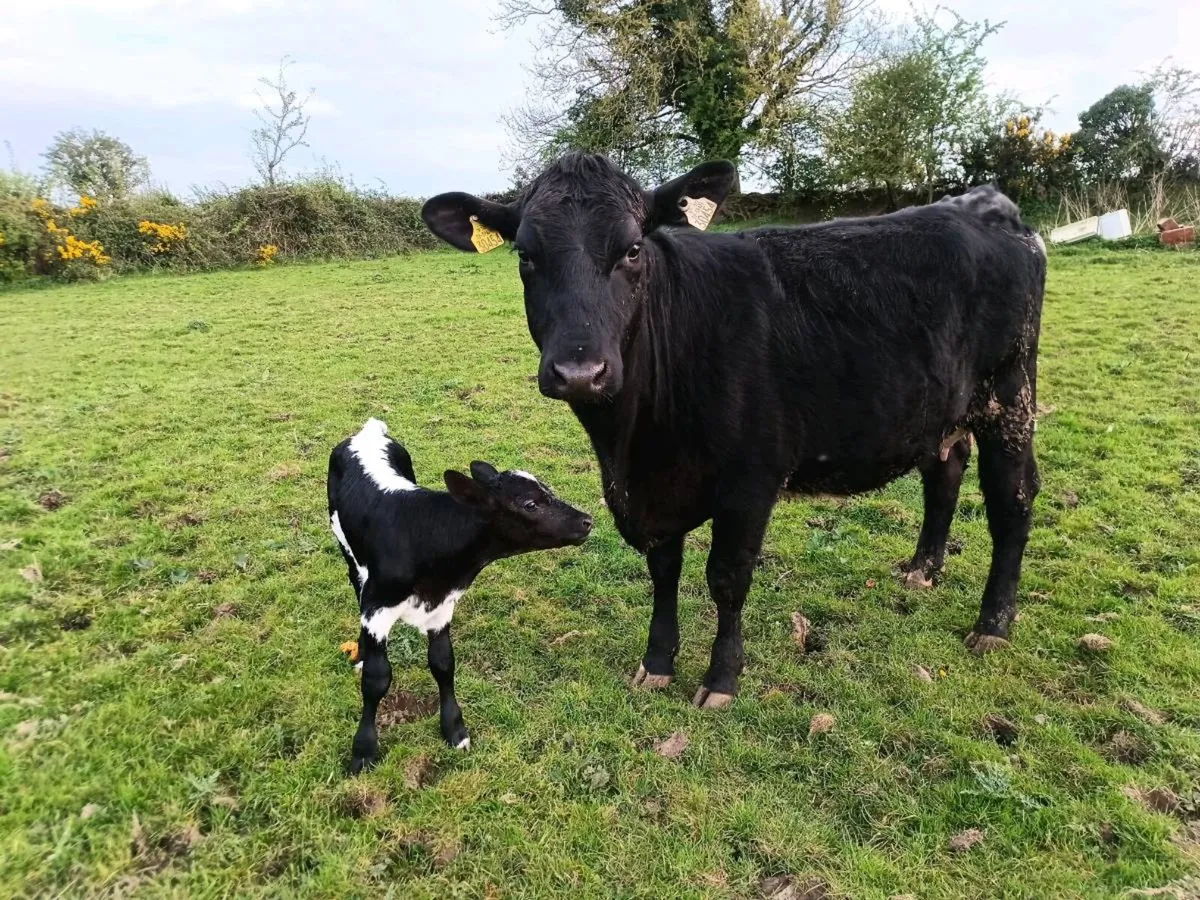 Angus hfr and droimmain hfr calf organic status - Image 1