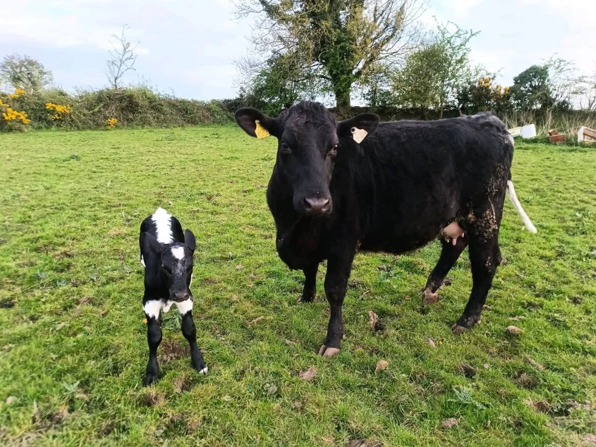 Angus hfr and droimmain hfr calf organic status - Image 2