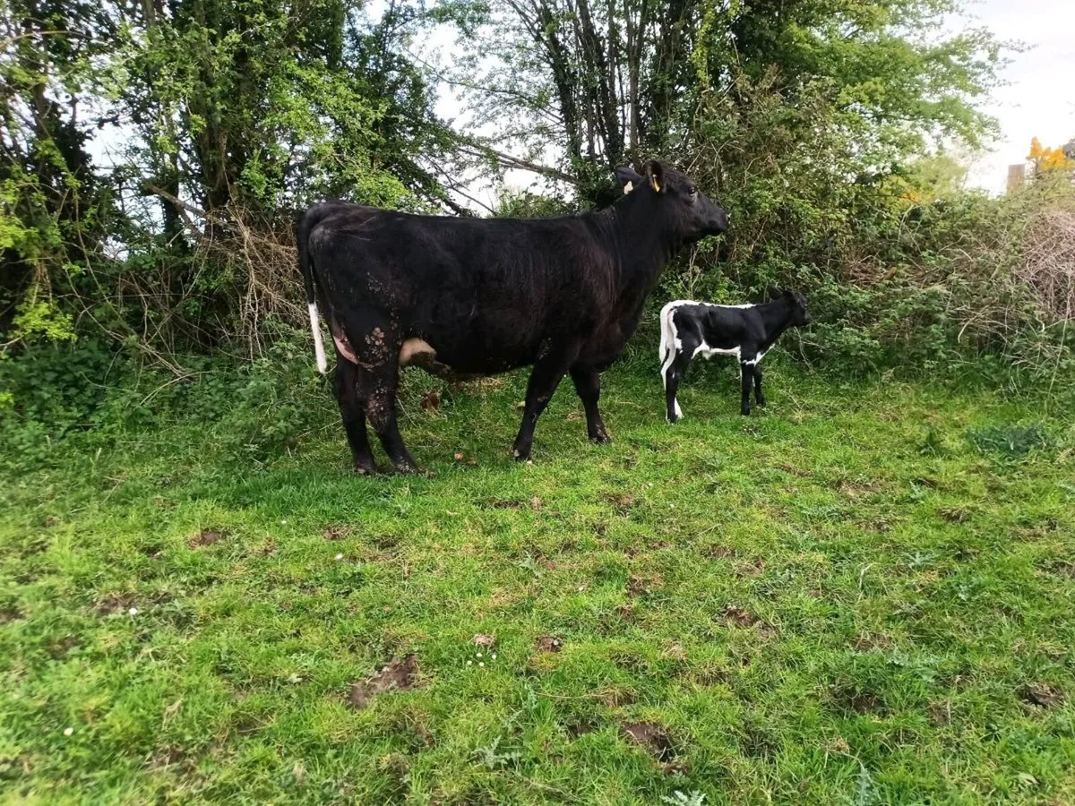 Angus hfr and droimmain hfr calf organic status - Image 3