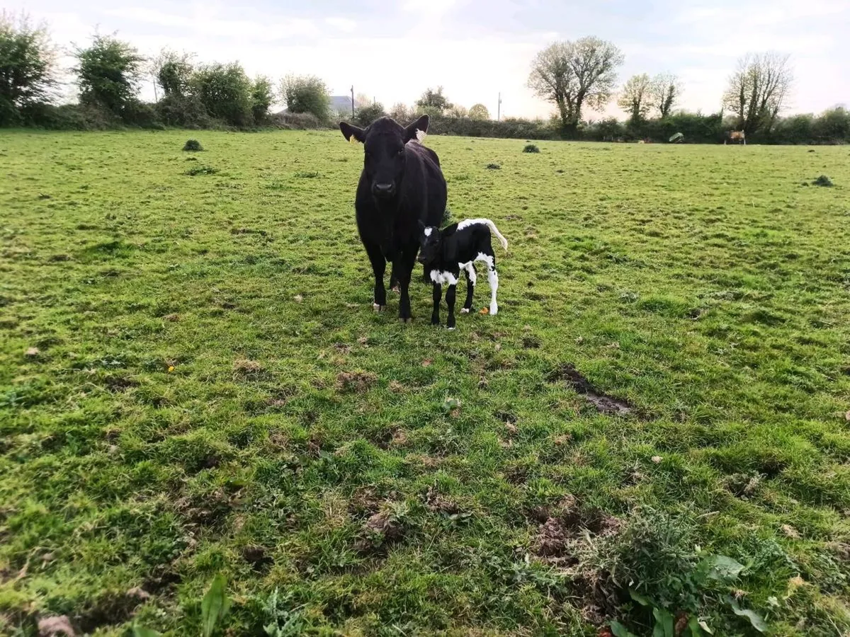 Angus hfr and droimmain hfr calf organic status - Image 4