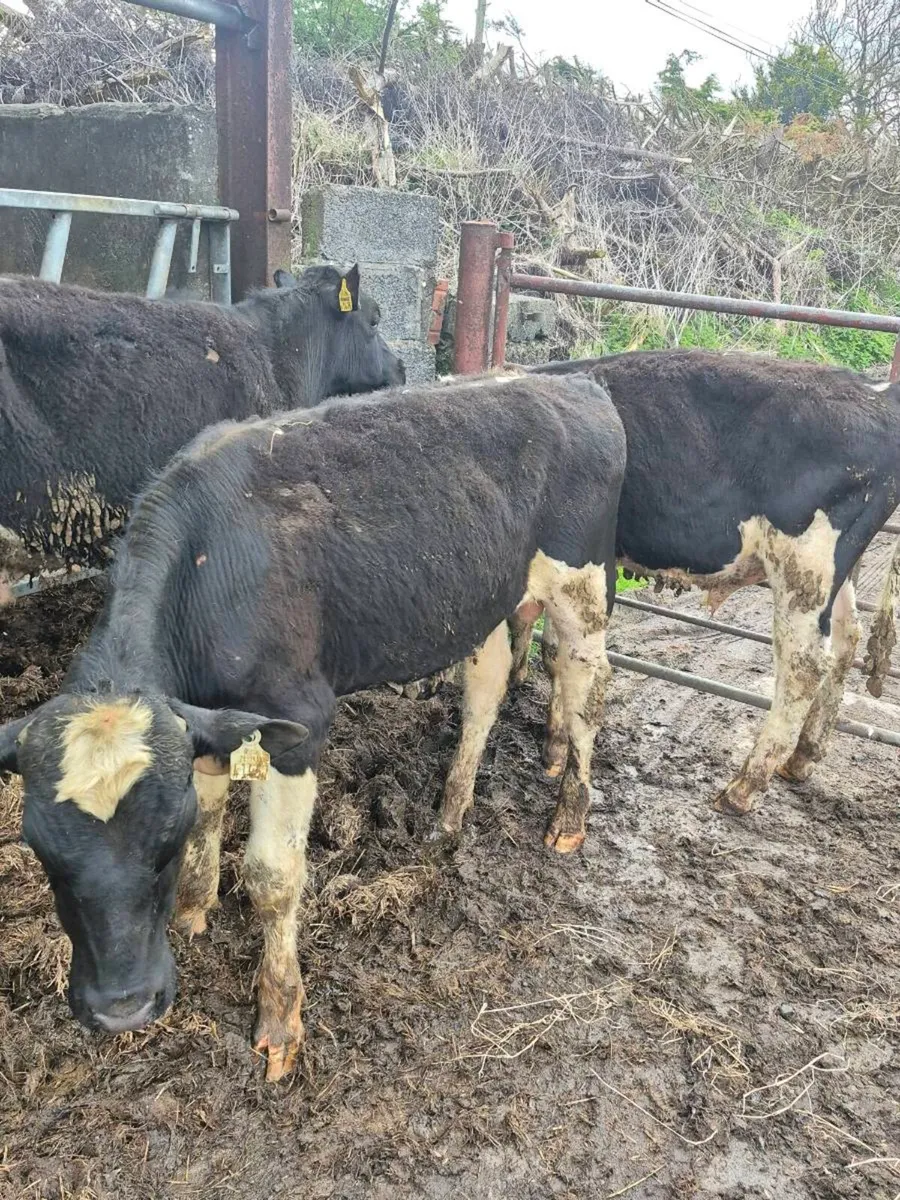 3 British Fr Bullocks for sale - Image 3