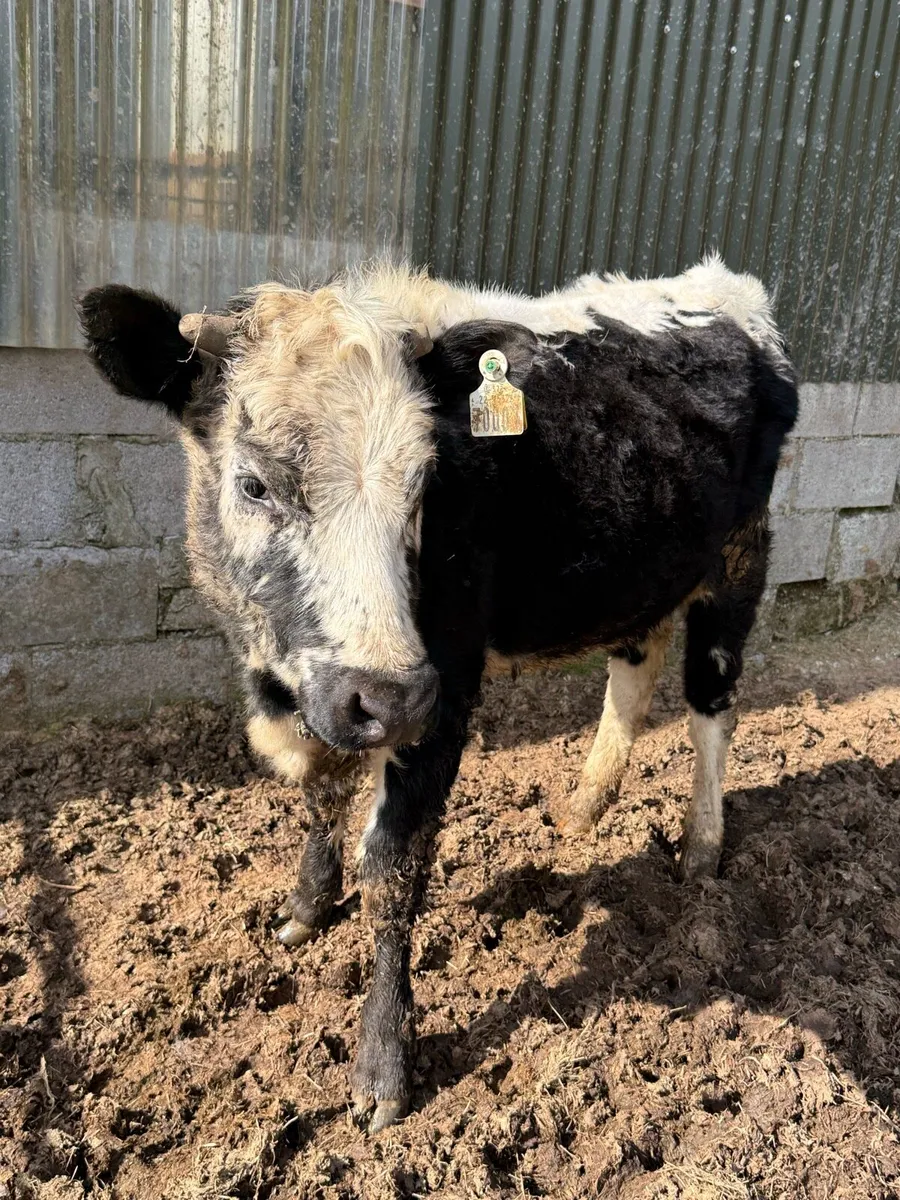 Organic Droimeann Heifer - Image 3