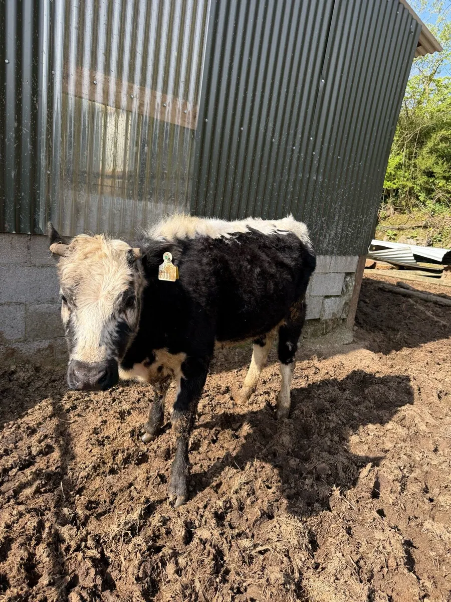 Organic Droimeann Heifer - Image 4